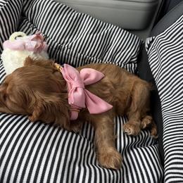 Rosie - Ruby female Cavalier King Charles Spaniel puppy in Daphne, Alabama from Darling Australians