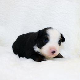 Emerald - Black tri female Miniature Australian Shepherd puppy in Foxworth, Mississippi from Ten Mile Aussies