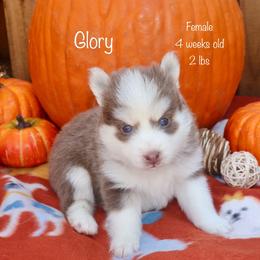 Glory - Lavender female Pomsky puppy in Denham Springs, Louisiana from Bayouland Pomskies