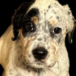 Ember - Blue belton and tan (tri-color) female English Setter puppy in Windham, Connecticut from McFella’s Gun Dogs