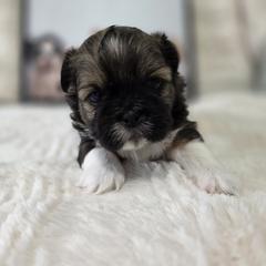 Noble - Brown male Shichon puppy in Ronda, North Carolina from Willow River