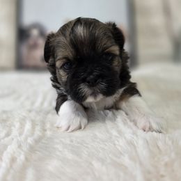 Noble - Brown male Shichon puppy in Ronda, North Carolina from Willow River