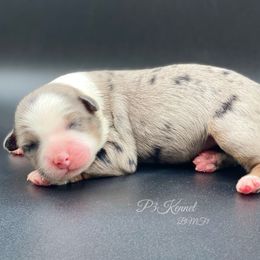 Miniature Australian Shepherd and Toy Australian Shepherd Puppies from P3 Toy and Miniature Australian Shepherd’s