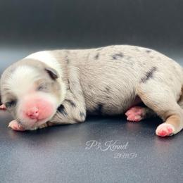 Miniature Australian Shepherd and Toy Australian Shepherd Puppies from P3 Toy and Miniature Australian Shepherd’s