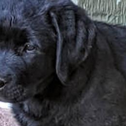 Labrador Retrievers from Harlequin Labradors