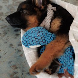 German Shepherd Puppies from Salty Raccoon Ranch German Shepherds