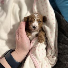 Butterbraid - Red female Cavapoo puppy in Tolono, Illinois from The Golden Rule Doodles