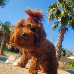 Poodles from Sweetie Pie Poodles