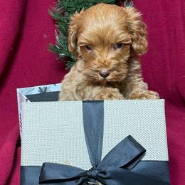 Cayenne - CM0547 - Caramel red female Australian Labradoodle puppy in Easley, South Carolina from Royal Diamond Labradoodles