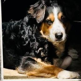 Cali Calamity Jane - Australian Shepherd