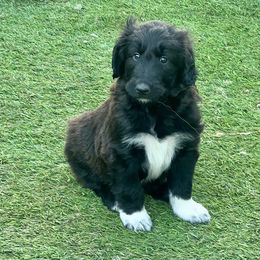 Wilbur - Black and white male Assorted Doodle Crosses puppy in Henderson, Nevada from River Spirit Collies