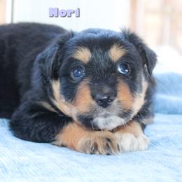 Nori - Black tri-color female Australian Shepherd puppy in Coldwater, Michigan from Northern Star Australian Shepherds