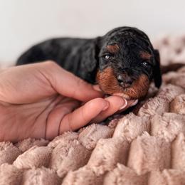 Cupcake - Black and tan female Cavapoo puppy in Idaho Falls, Idaho from Freckle Paw Family