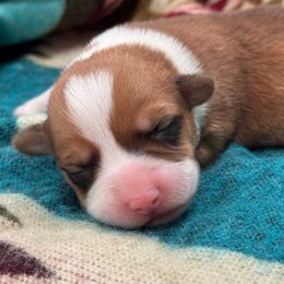Girl 2 - Red female Pembroke Welsh Corgi puppy in Beggs, Oklahoma from Blue Diamond Corgi’s