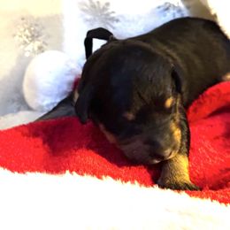 Ozzy Osborne - Phantom male Bernedoodle puppy in Gilbert, Arizona from The Berne Barn... it’s a Doodle thing!