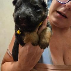 Yellow collar.  Blk red - Black and red female German Shepherd puppy in Coupeville, Washington from Von Hilkey Shepherds