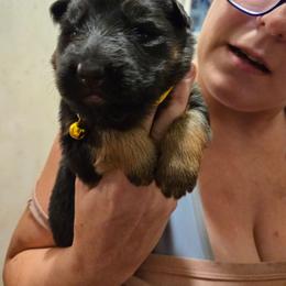 Yellow collar.  Blk red - Black and red female German Shepherd puppy in Coupeville, Washington from Von Hilkey Shepherds