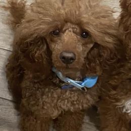 Australian Labradoodles, Goldendoodles, and Poodles from P91 Poodles and Doodles