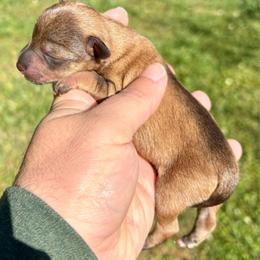 Pocket - Salt and pepper female Miniature Schnauzer puppy in Alabama from Little River Miniature Schnauzers