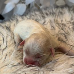 Frost - Sable and white male Cockapoo puppy in Tampa, Florida from Designer Puppy Boutique