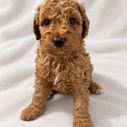 Light green girl - Red  female Goldendoodle puppy in Vian, Oklahoma from Dog Days Doodles