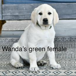 Green female - Yellow female Labrador Retriever puppy in Mississippi from Sure Shot English Labs