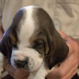 Basset Hounds from Red Hill Bassets