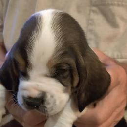 Basset Hounds from Red Hill Bassets