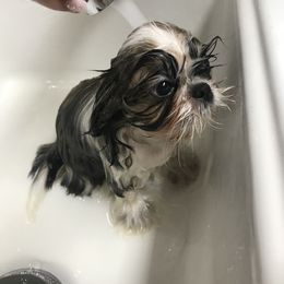 Shih Tzu Puppies from Willow Lane Shih Tzus