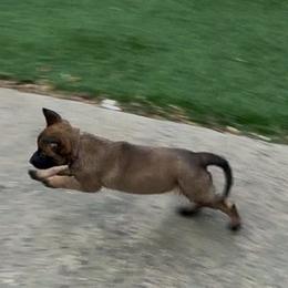 Purple Collar - Fawn female Belgian Malinois puppy in Trenton, Georgia from Laeknir K9
