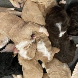 Bernedoodle Puppies from TJ SA Bernedoodles