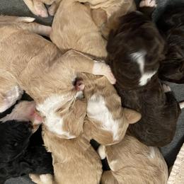 Bernedoodle Puppies from TJ SA Bernedoodles