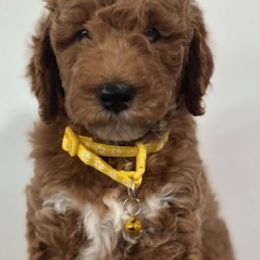 Boy 4 - Red  male Goldendoodle puppy in Pawtucket, Rhode Island from Ds_minidoodles
