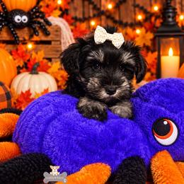 Scarlett - Black and silver female Miniature Schnauzer puppy in Macks Creek, Missouri from Fluffy Buttz