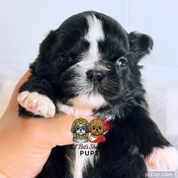 Nile - Black and white male Shih Tzu puppy in Walkertown, North Carolina from Lil’ Bit’s Shih Tzu