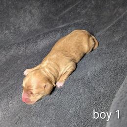 Archer - Golden male Cockapoo puppy in Sunset, Louisiana from Cano Cockapoos
