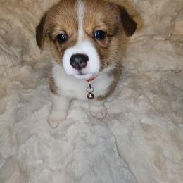 Pembroke Welsh Corgi Puppies from Tiny Titans K9