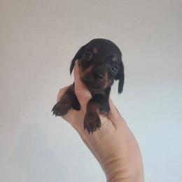 Skittles - Black and tan female Dachshund puppy in Okeechobee, Florida from Far Far Away Dachshunds
