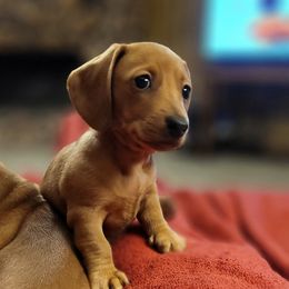 Evie - Dapple female Dachshund puppy in Youngsville, Louisiana from Dandy Dachshund