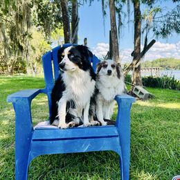 Kiani - Miniature Australian Shepherd