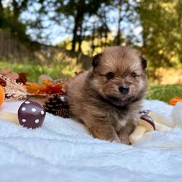 Astro - Red sable male Pomeranian puppy in Atlanta, Georgia from Merle Paws Pomeranians