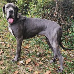 Calliste - Great Dane