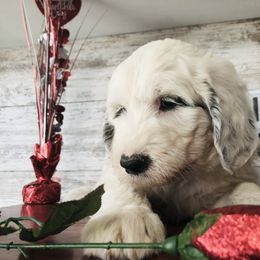 Pyredoodle and Sheepadoodle Puppies from Davis Family Doodles
