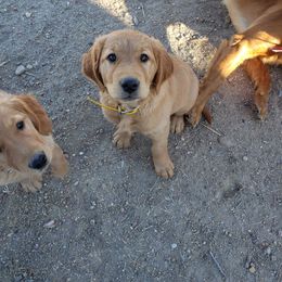 Boy 3 - Golden Retriever puppy from High Plains Goldens