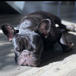 Mya - French Bulldog