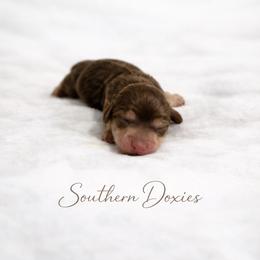 Kofe - Chocolate and cream male Dachshund puppy in Biloxi, Mississippi from Southern Doxies Ms