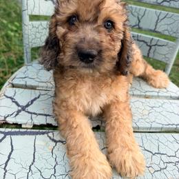 Gourd-y with training - Sable male Cockapoo puppy in Boonville, North Carolina from Doods & Dolls
