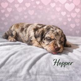 Jim Hopper - Chocolate merle male Bernedoodle puppy in Bennett, Colorado from Darling Paws Bernedoodles, LLC