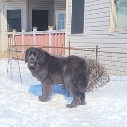HAZEL - Newfoundland