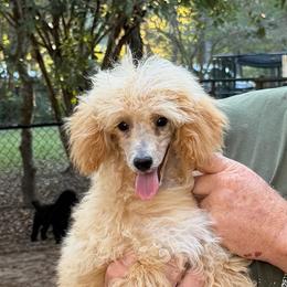 Corbin - Parti male Poodle puppy in Florence County, South Carolina from Modern Family Standards